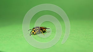 European wasp is vomiting its food waste at the 9th sec. yellowjacket isolated