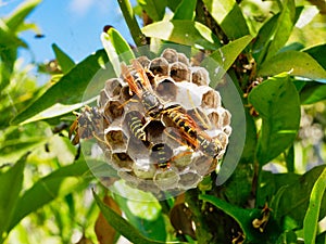 European Wasps Feeding Larvae in Multi Cell Nest