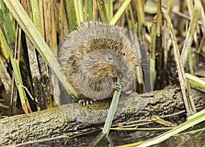 European Water Rat Arvicola amphibus is a semi-aquatic rodent.