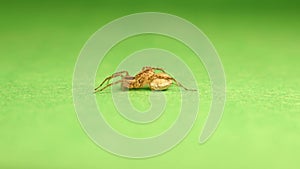 European Water spider carries an egg sac on the back of its stomach, opisthosoma