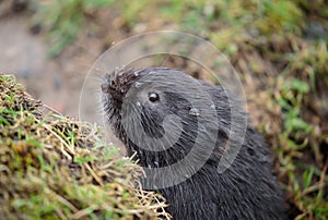 An European water vole on a river bank