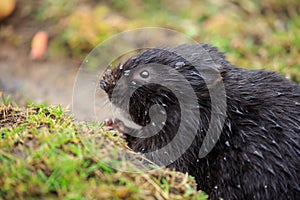 An European water vole on a river bank