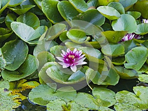 European Waterlily Water Rose or Nenuphar Nymphaea pink flower macro, selective focus