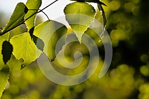 European white birch (commonly known as silver birch) leaves and branches in evening sunlight