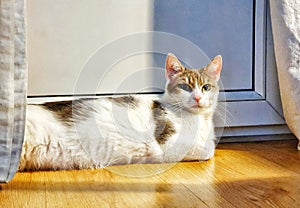 European white cat arises on the floor, animal, pets photo