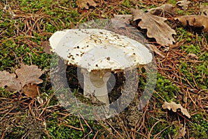 European white egg mushroom