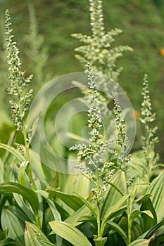 European white hellebore Veratrum album, flowering plants