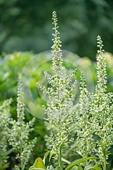 European white hellebore Veratrum album, flowers close-up