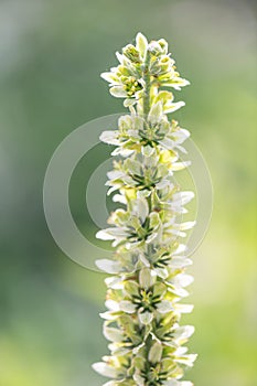 European white hellebore Veratrum album, flowers in close-up photo