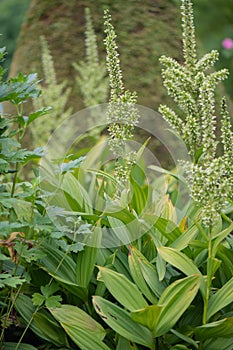 European white hellebore Veratrum album, green-white flowers natural habitat