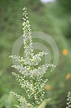 European white hellebore Veratrum album, greenish-white flowers