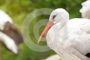 European white stork bird resting close-up portrait