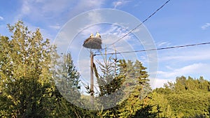 European white stork Ciconia birds on the nest on blue summer sky background.