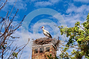 European White stork Ciconia Ciconia on nest on top of old brick chimney on breeding season