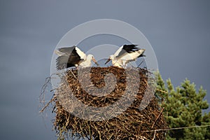 European white stork