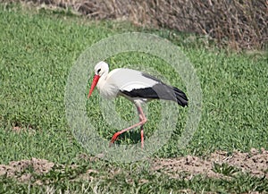 European white stork