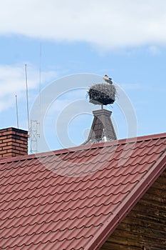 European white stork Ciconia ciconia stands on his big nest. The stork nest lies on a chimney or roof.