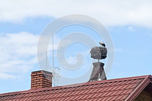 European white stork Ciconia ciconia stands on his big nest. The stork nest lies on a chimney or roof.