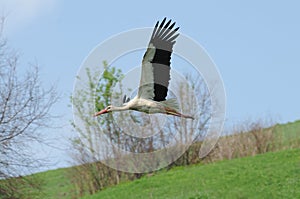 European white stork (Ciconia)