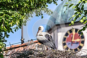 European white Stork, Ciconia ciconia with small babies on the nest in Oettingen, Swabia, Bavaria, Germany, Europe photo