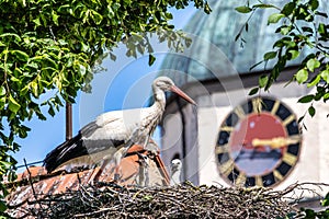 European white Stork, Ciconia ciconia with small babies on the nest in Oettingen, Swabia, Bavaria, Germany, Europe photo