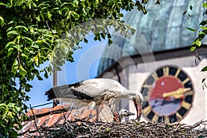 European white Stork, Ciconia ciconia with small babies on the nest in Oettingen, Swabia, Bavaria, Germany, Europe photo