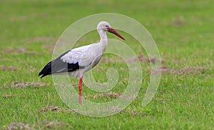 European white stork, ciconia