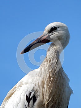 European white stork close-up photo