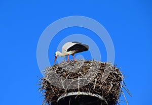 European white stork in the nest