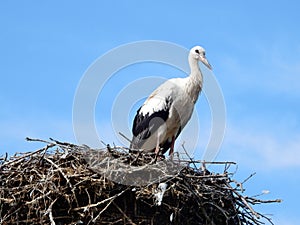 European white stork on nest photo