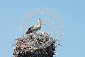European White Stork, a pair of storks in a nest, the stork hatches chicks
