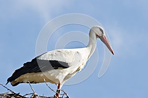 European white stork standing