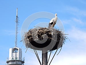 European white stork photo