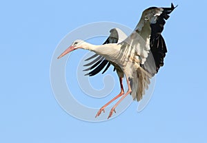 European White Stork Touching Down