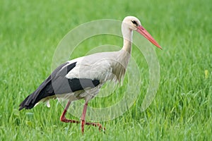 European White Stork