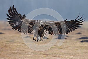 European White tailed eagle