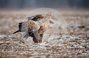 European White tailed eagle