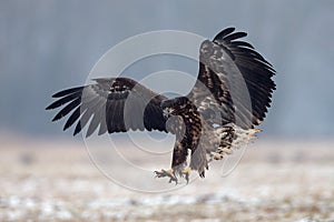 European White tailed eagle