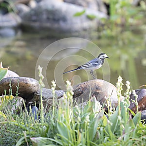 European white wagtail Motacilla alba alba