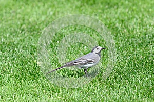 European white wagtail - Motacilla alba alba