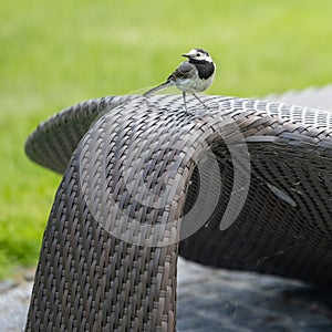 European white wagtail - Motacilla alba alba