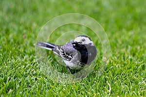 European white wagtail - Motacilla alba alba