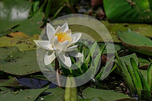 European white water lilly in Danube Delta, Romania