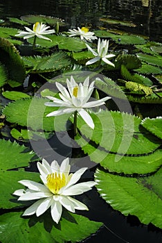European white water lily Nymphaea alba