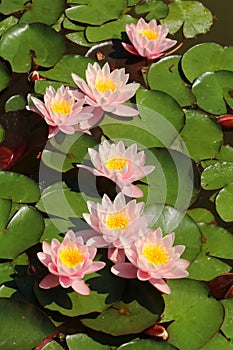 European white water lily Nymphaea alba