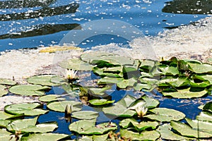 European white water lily Nymphaea alba in lake