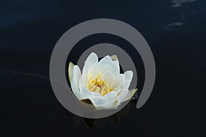 European white water lily Nymphaea alba, white water rose or nenuphar is reflected in the dark water surface