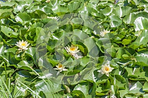 European white water lily, white water rose or white nenuphar,  Nymphaea alba L