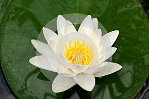 European White Waterlily