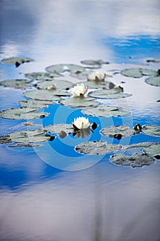 European white waterlily